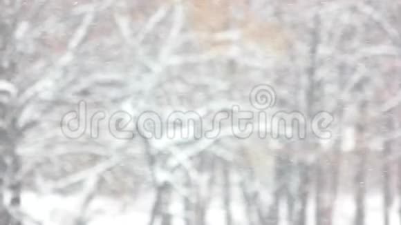 冬季森林背景下的暴雪视频的预览图