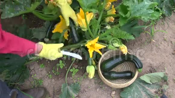 在花园里采摘新鲜的小胡瓜蔬菜和鲜花视频的预览图