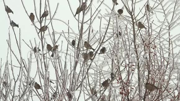 冬天树上的鸟儿飞过天空视频的预览图