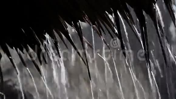 热带倾盆大雨视频的预览图