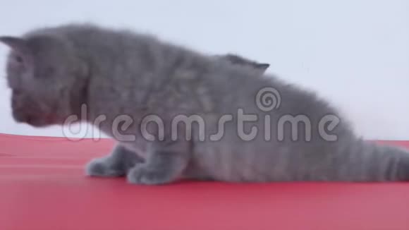 小猫喵喵叫走路视频的预览图