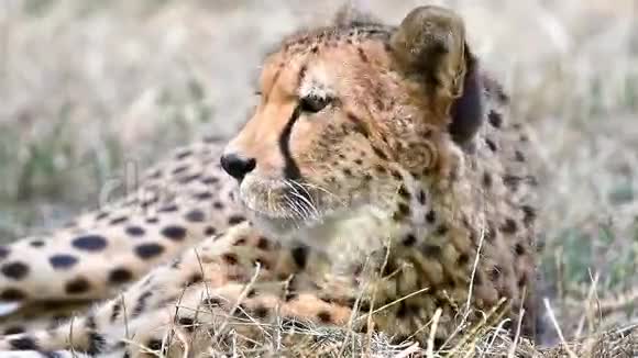 萨凡纳的野生猎豹视频的预览图