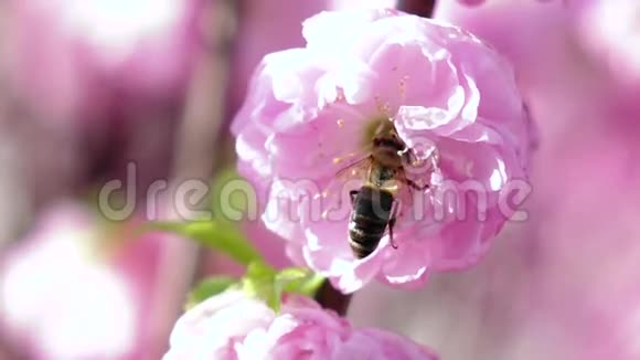 蜜蜂在春天给杏花授粉快关门慢动作视频的预览图