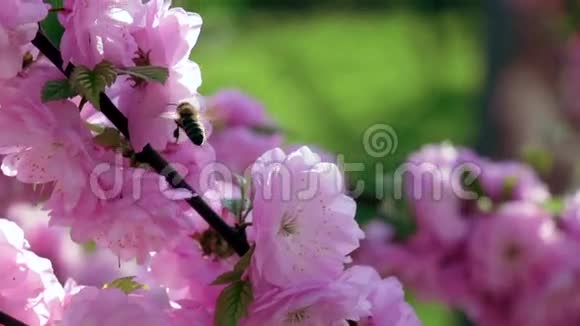 蜜蜂在盛开的杏枝上采集花蜜快关门慢动作视频的预览图