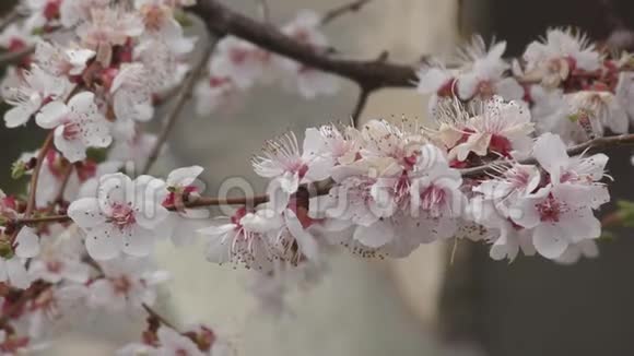 杏花开在花园里视频的预览图
