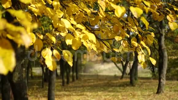 秋天森林里的黄叶视频的预览图