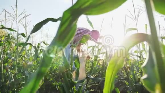 农民在田里收割玉米视频的预览图