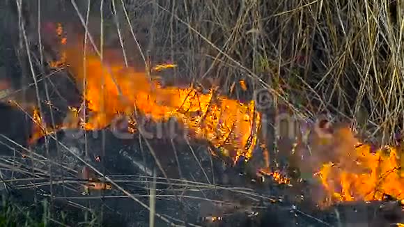 田野里的干草着火了视频的预览图