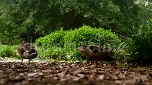 三只棕色鸭子在公园觅食视频的预览图