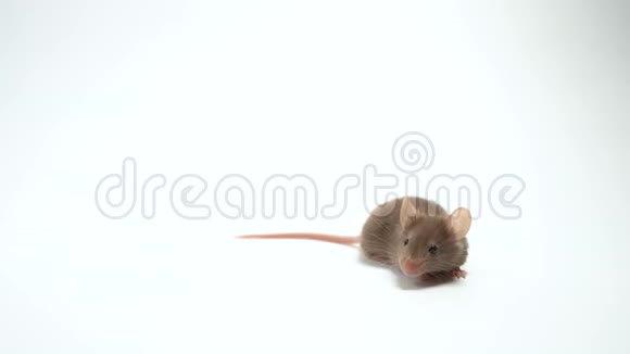 白色背景上的灰色鼠标视频的预览图