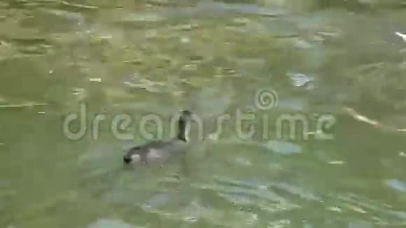 在GH44KUHD湖上漂浮和游泳的欧亚傻瓜视频的预览图