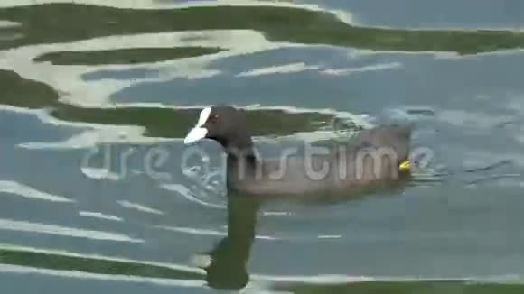 漂浮在GH44KUHD湖上的一个黑色岩块视频的预览图