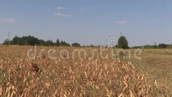 农田种植成熟的干豌豆视频的预览图