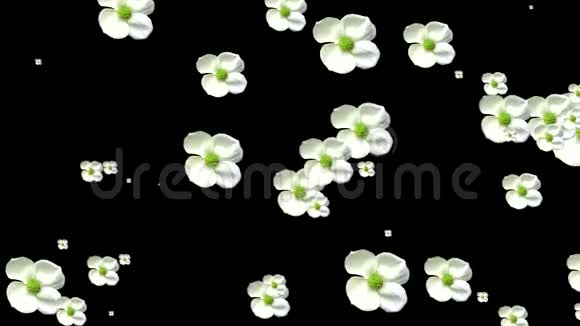 白色的花过渡包括阿尔法香奈儿视频的预览图