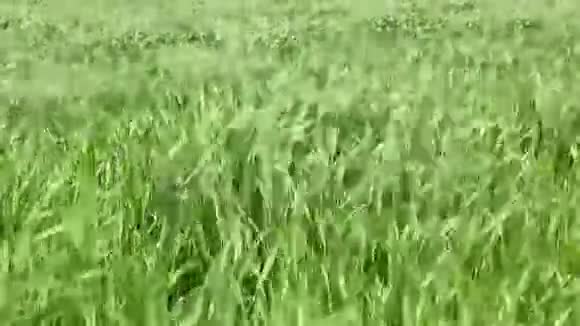 田野里的野草随风飘摇向左视频的预览图