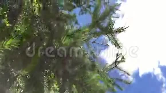天空背景上的树枝视频的预览图