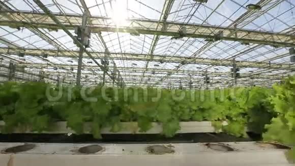 一张大温室里有绿色沙拉的床摄像机沿着床移动视频的预览图