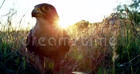 猎鹰栖息在草原上视频的预览图