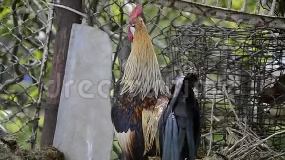 早晨在传统的乡村谷仓上一只只金公鸡正在鸣叫五颜六色的长尾凤凰公鸡乌鸦视频的预览图