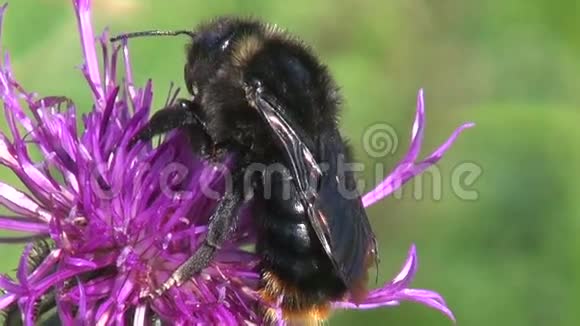 野花上的大黑大黄蜂视频的预览图