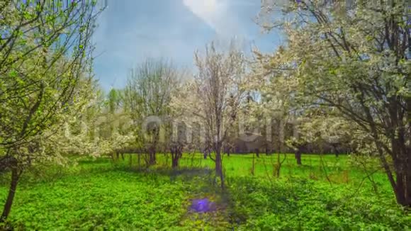 春天的花园樱花和太阳视频的预览图