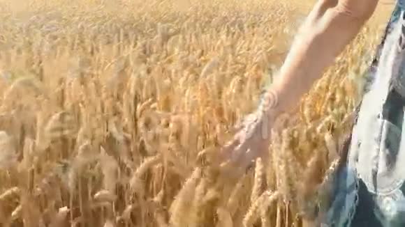 女人走在农村触摸金色的小麦视频的预览图
