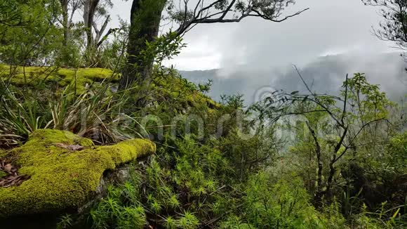 雾滚滚的热带雨林雾蒙蒙的山林视频的预览图