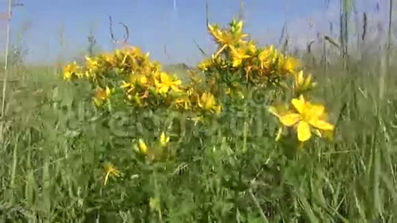 美丽的草药圣约翰麦汁花草在风中视频的预览图