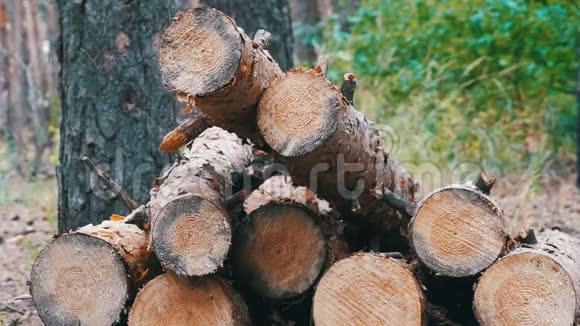 森林中的树木树干折叠的木头掉进了一堆视频的预览图