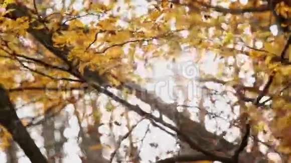 秋天的森林风中的榉木视频的预览图