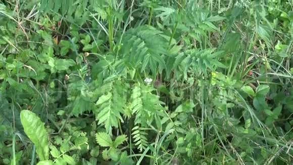 夏草地缬草药用植物视频的预览图