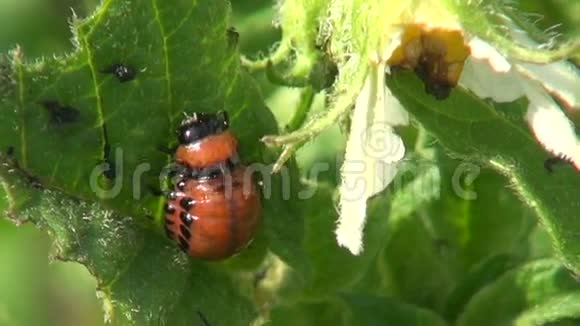 科罗拉多马铃薯甲虫在农场叶片上的幼虫视频的预览图