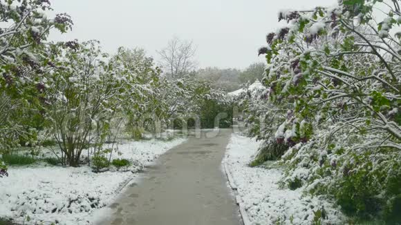 降雪期间的春季公园视频的预览图