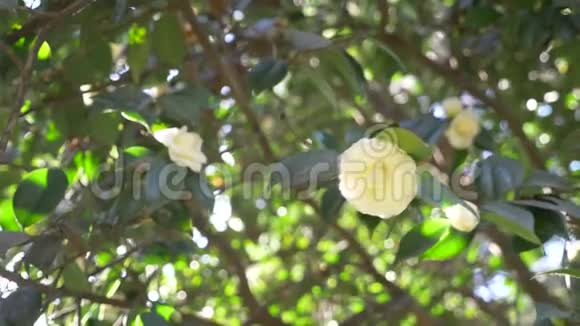 美丽的白玉兰花在花园里的风中太阳眩光4k慢动作视频的预览图