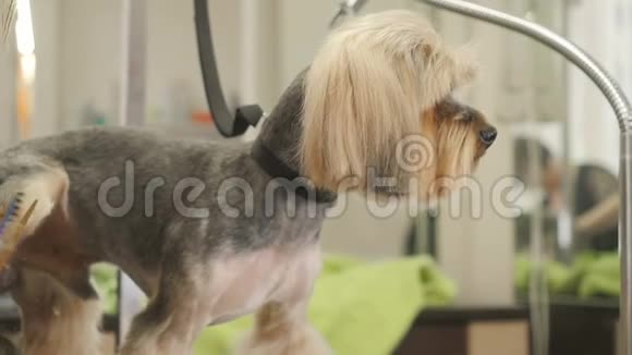 新郎为一只小猎犬做发型视频的预览图