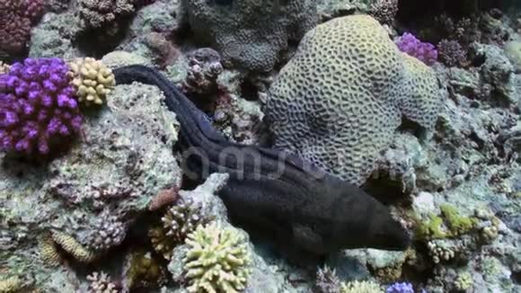 莫雷艾尔把头探出礁石的洞视频的预览图