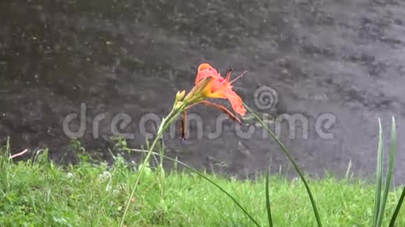 公园附近池塘和花的夏雨视频的预览图