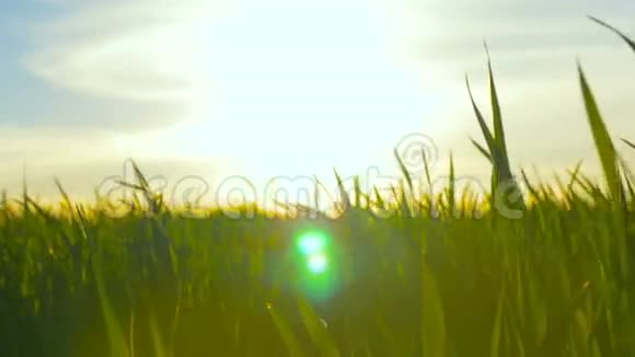 在橙色日落的背景下绿草和蓝天视频的预览图