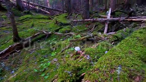 蒙大拿州苔藓覆盖森林视频的预览图