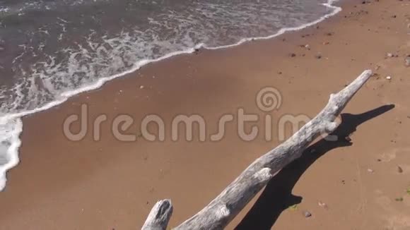 海边沙滩沙滩海浪上的枯树枝视频的预览图