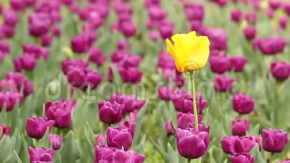 紫色和一朵黄色的郁金香花视频的预览图