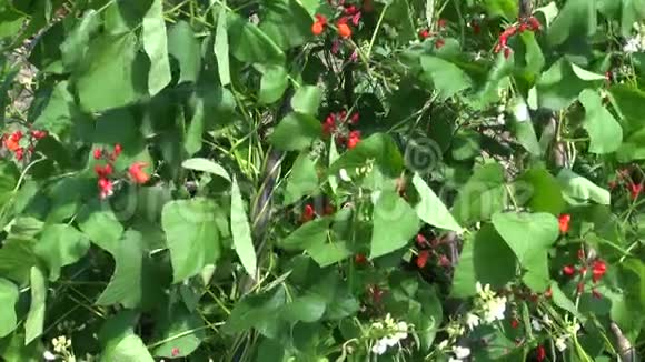 夏天豆花和叶子背景视频的预览图