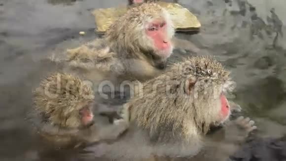 雪猴在自然温泉中捕食日本长野吉国视频的预览图