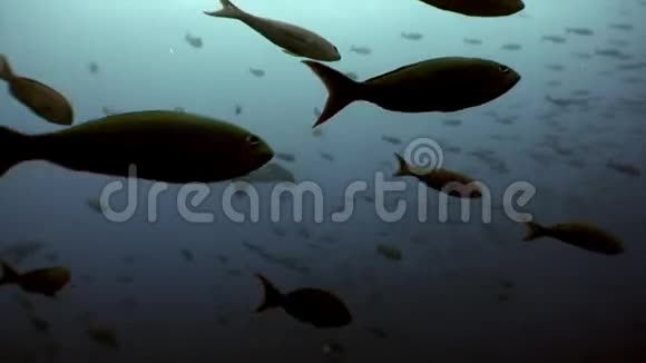 加拉帕戈斯海下泻湖浅滩鱼中的锤头鲨视频的预览图