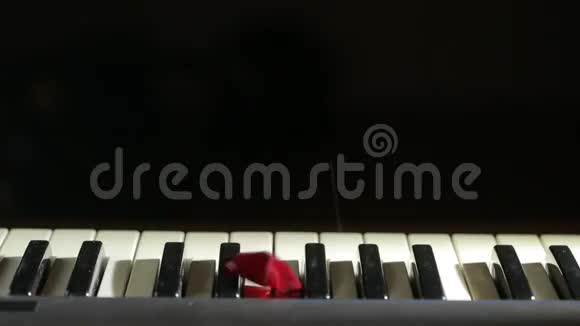 钢琴琴键上的玫瑰花瓣黑色背景视频的预览图