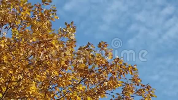 黄色的树在风中与共空间视频的预览图