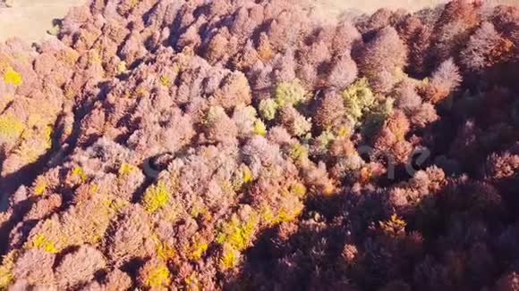 秋季期间用警告色对树林进行空中探索视频的预览图
