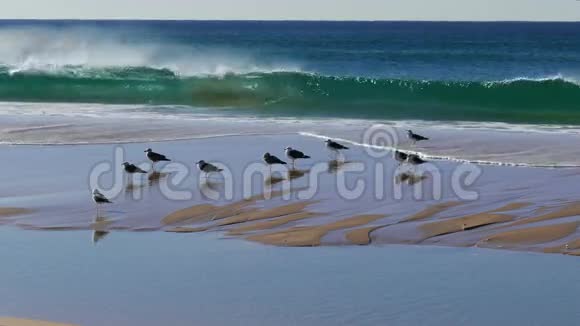 海鸥成群结队地坐在沙滩上的海浪中视频的预览图
