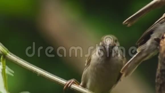 两只菲律宾玛雅鸟欧亚树麻雀或帕瑟蒙塔纳斯栖息在树枝上寻找食物视频的预览图