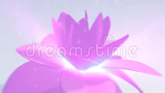 粉红色的花背景视频的预览图